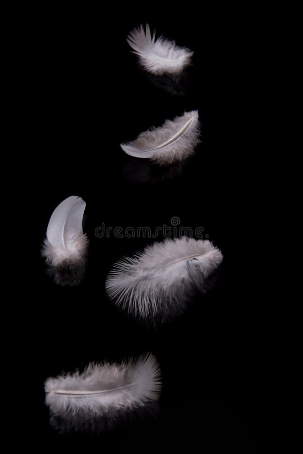 Plumas dwarling abajo Plumas dwarling abajo