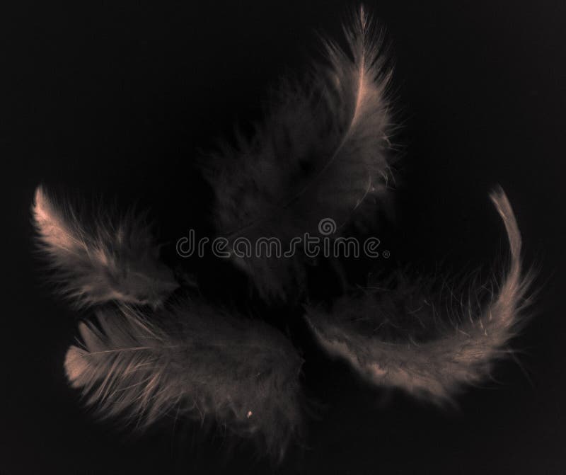 Plumas grises del color hermoso del extracto y rosas claras blancas aisladas en modelo y el papel pintado negros del fondo imagen de archivo libre de regalías Plumas grises del color hermoso del extracto y rosas claras blancas aisladas en modelo y el papel pintado negros del fondo imagen de archivo libre de regalías