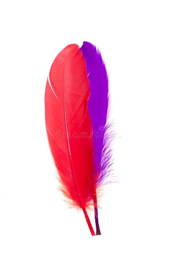 Plumas Rojas Aisladas Sobre Fondo Blanco Fotos, retratos, imágenes y  fotografía de archivo libres de derecho. Image 94542206