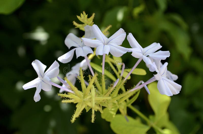 Plumbago auriculata o Cape leadwort lizenzfreies stockfoto Plumbago auriculata o Cape leadwort lizenzfreies stockfoto