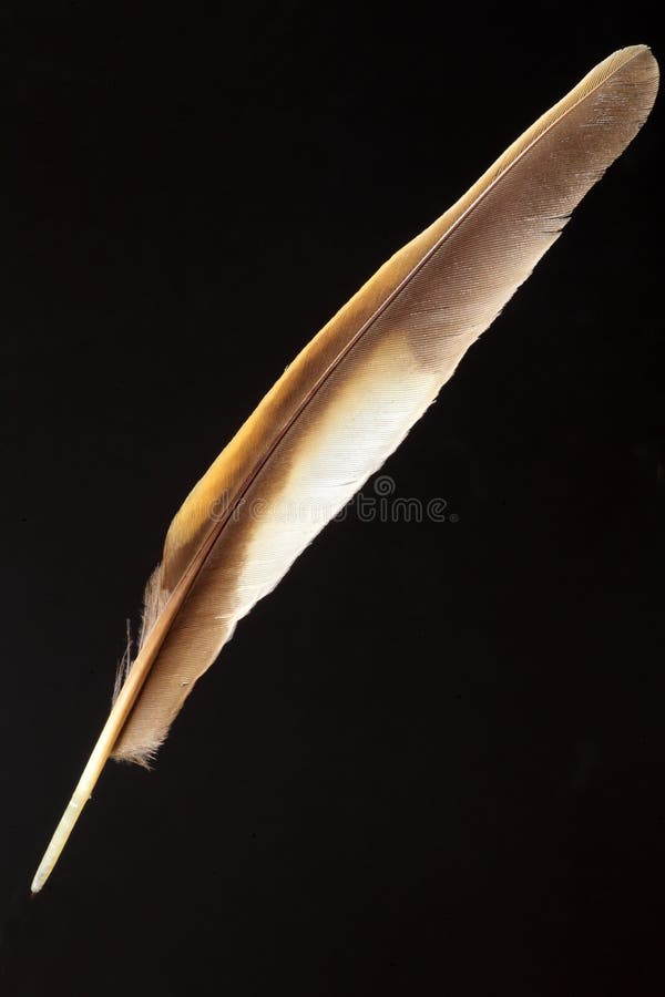 Plume de grive écallieuse images libres de droits Plume de grive écallieuse images libres de droits