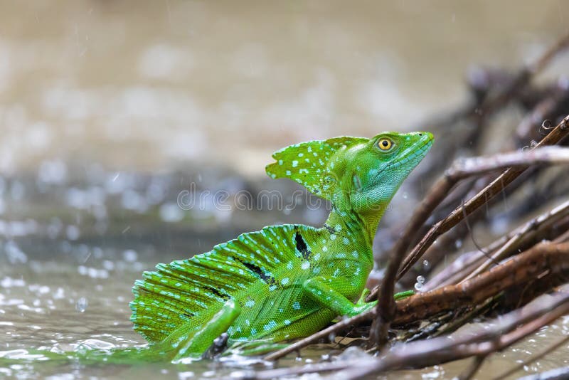 green basilisk lizard running on water