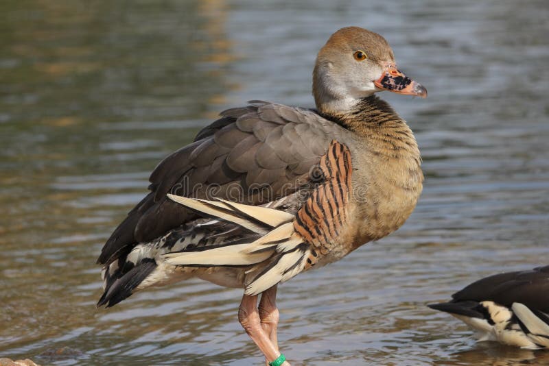 Plumed Whistling Duck standing in water.