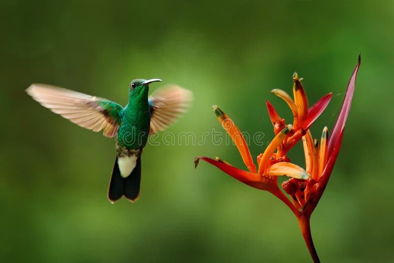 Plumeleteer Branco-exalado, buffonii de Chalybura, colibri verde de Colômbia, voo verde do pássaro ao lado da flor vermelha bonit imagens de stock Plumeleteer Branco-exalado, buffonii de Chalybura, colibri verde de Colômbia, voo verde do pássaro ao lado da flor vermelha bonit imagens de stock