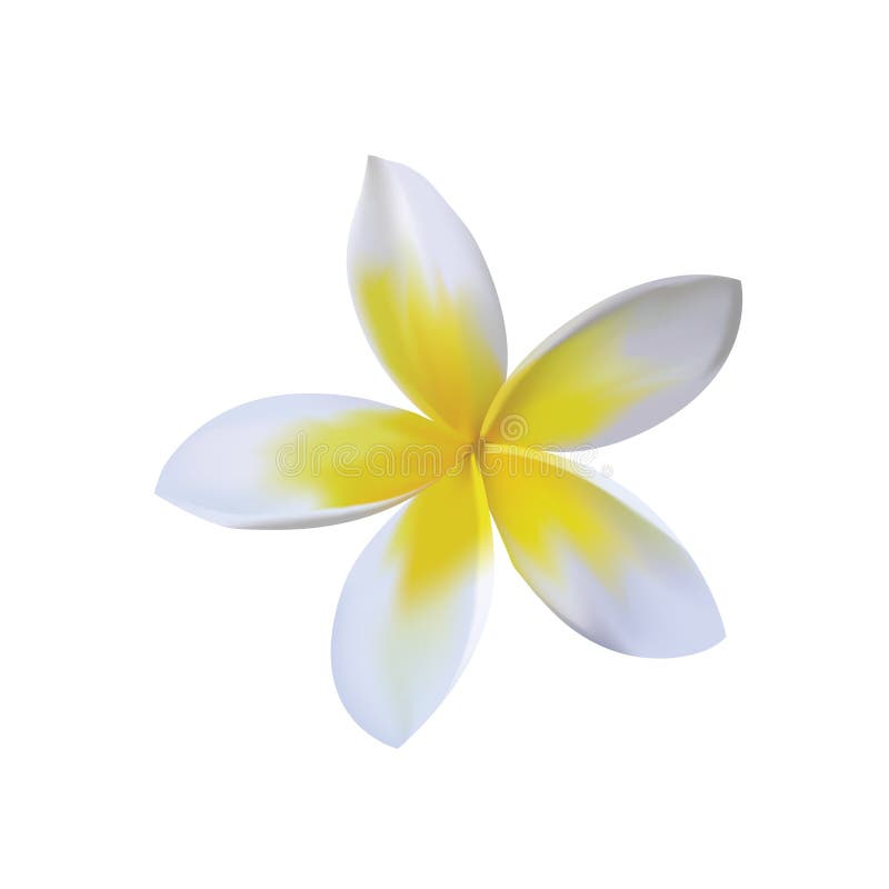 plumeria illustration de vecteur plumeria illustration de vecteur