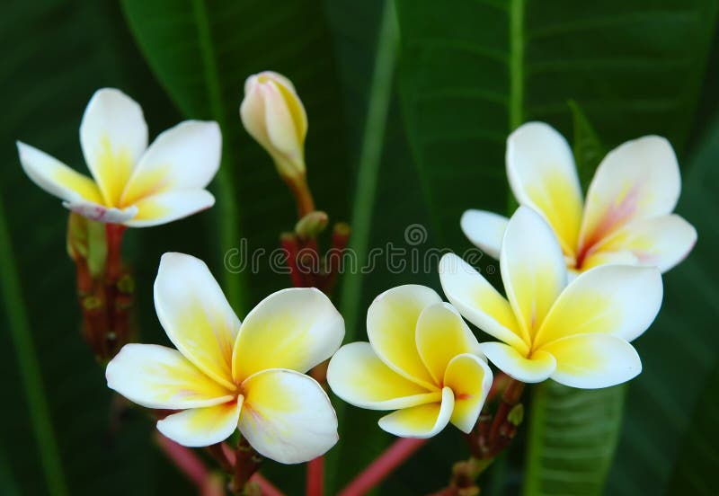 Plumeria