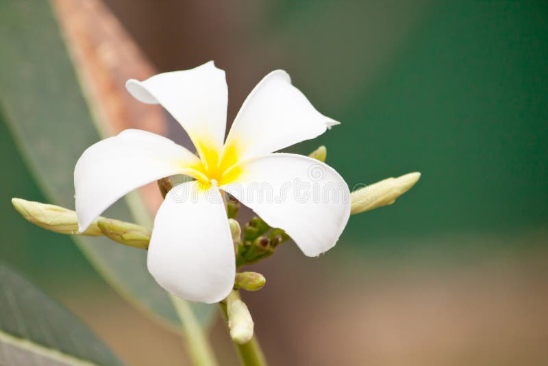 Plumeria