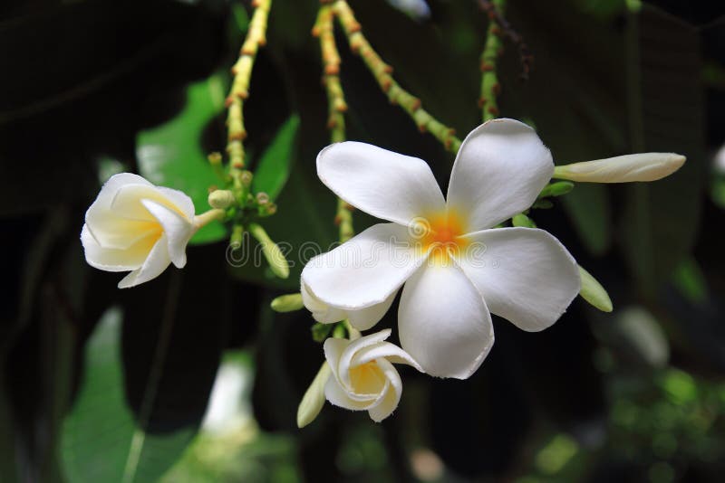 Plumeria flowers are most fragrant at night in order to lure sphinx moths to pollinate them. The flowers have no nectar, however, and simply dupe their pollinators. The moths inadvertently pollinate them by transferring pollen from flower to flower in their fruitless search for nectar.