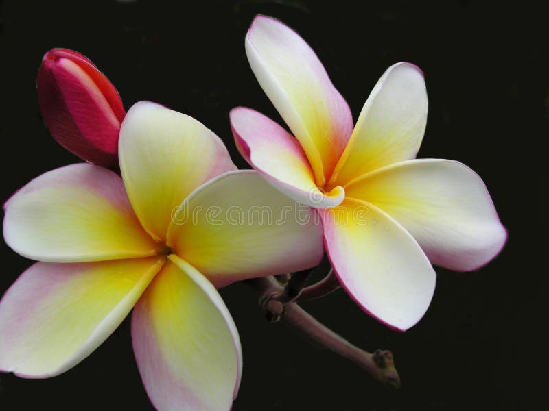 Plumeria Beauty royalty free stock photo Plumeria Beauty royalty free stock photo