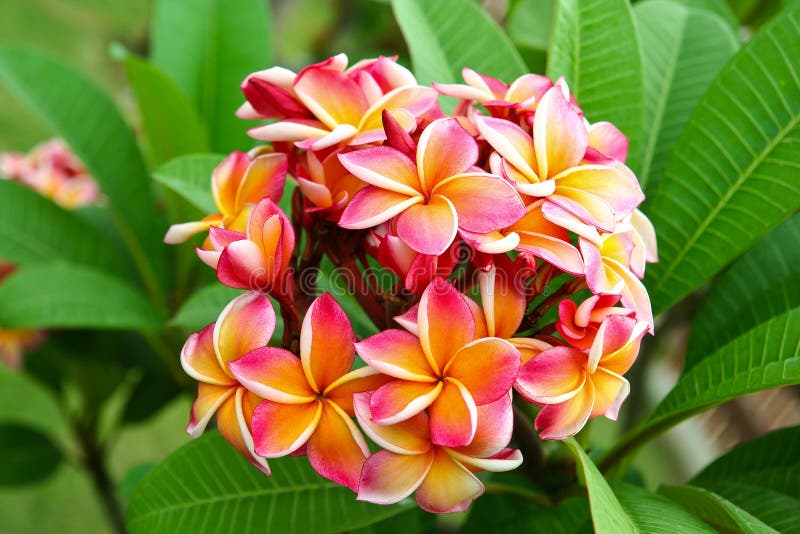 Plumeria bloom