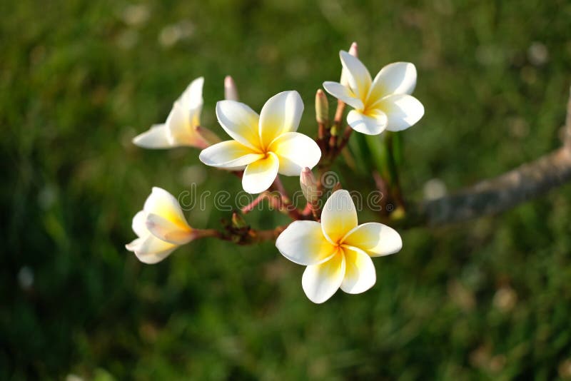 Plumeria Blooming Flower in Garden Stock Photo Image of blossom