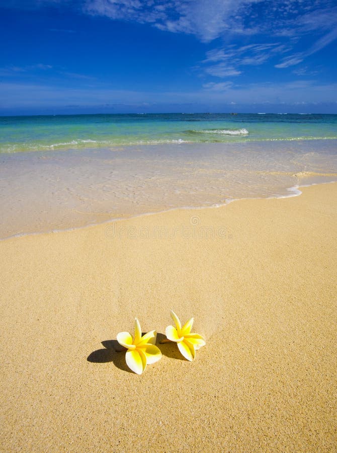 Plumeria blossoms lie on white sand