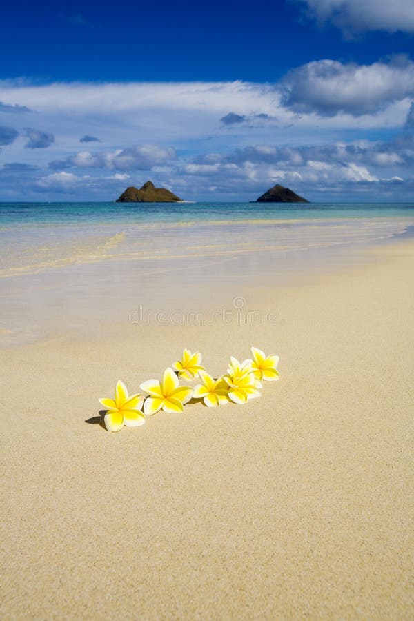 Plumeria blossoms on a tropical beach