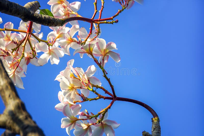 Plumeria blue sky stock photo. Image of spring, scent - 215483098
