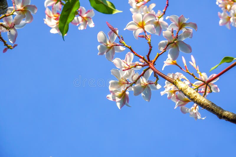 Plumeria blue sky stock photo. Image of beautiful, blooming - 215483170