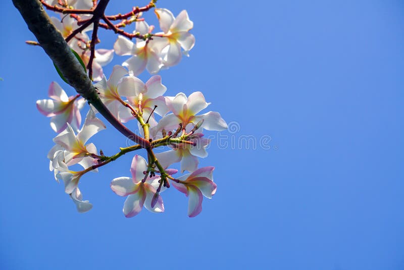 Plumeria blue sky stock image. Image of tree, spring - 215483911