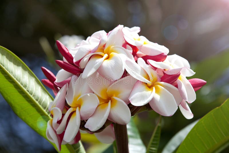Plumeria cor-de-rosa na árvore do plumeria fotos de stock Plumeria cor-de-rosa na árvore do plumeria fotos de stock