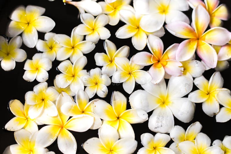 https://thumbs.dreamstime.com/b/plumeria-floating-water-spa-salon-219158657.jpg