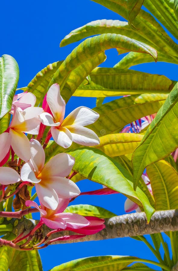 Plumeria Flores Rosas Y Amarillas Con Cielo Azul En México Foto de archivo - Imagen de rosa, mexicano: 220930824 Plumeria Flores Rosas Y Amarillas Con Cielo Azul En México Foto de archivo - Imagen de rosa, mexicano: 220930824
