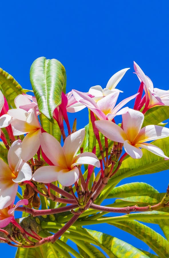 Plumeria Flores Rosas Y Amarillas Con Cielo Azul En México Imagen de archivo - Imagen de parques, méxico: 220930913 Plumeria Flores Rosas Y Amarillas Con Cielo Azul En México Imagen de archivo - Imagen de parques, méxico: 220930913