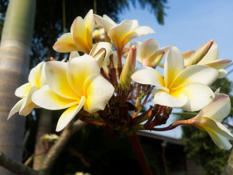 Plumeria flower stock photo. Image of fresh, nature, petal 69004768