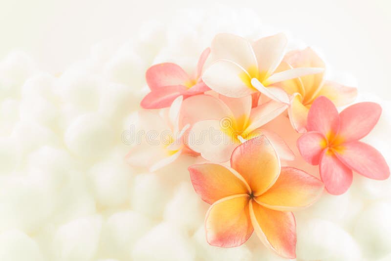 70 Frangipani HD Wallpapers and Backgrounds