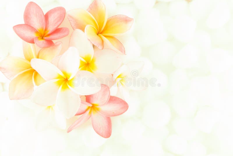 Plumeria Flower Colorful Wallpaper Texture Stock Photo - Image of blur,  flower: 146068164