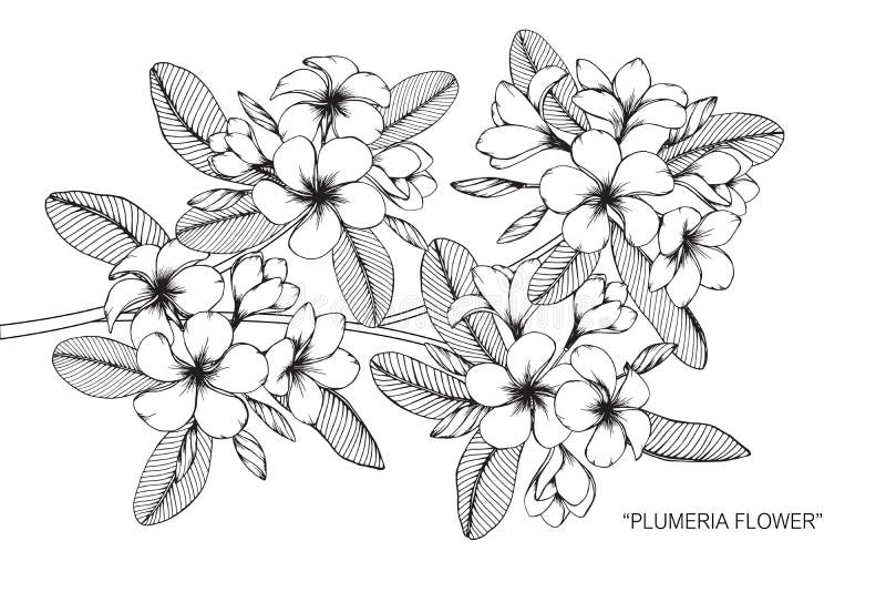 Plumeria flower drawing and sketch with line-art on white backgrounds.