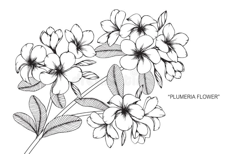 Plumeria flower drawing and sketch with line-art on white backgrounds.