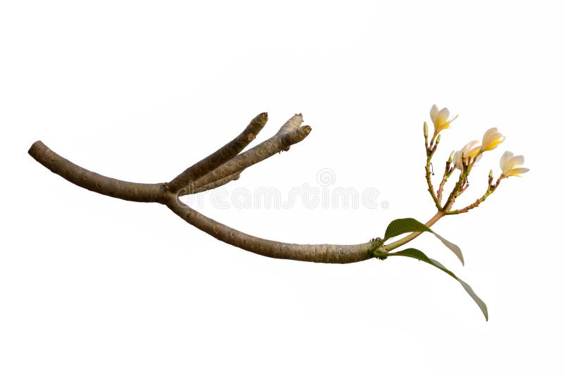 Plumeria Flower Frangipani, Temple tree isolated on white background