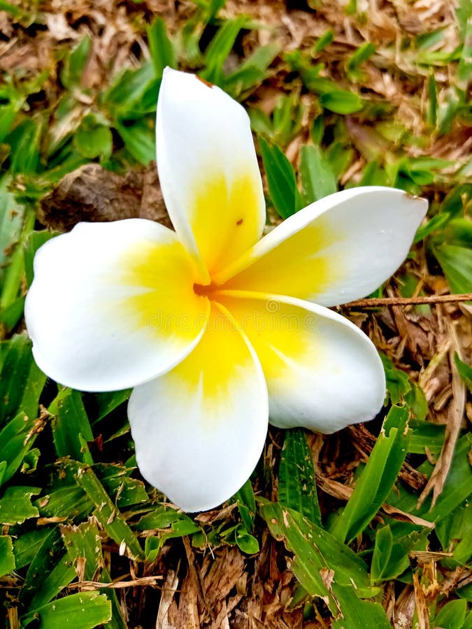 A Plumeria Flower on the Grass after Falling from a Tree in Summer