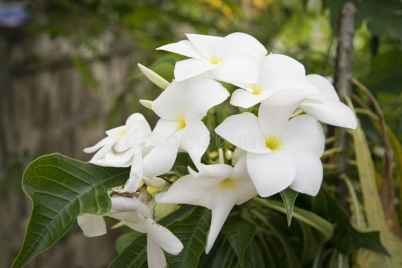 Plumeria flower stock photo. Image of group, plumeria 77033948