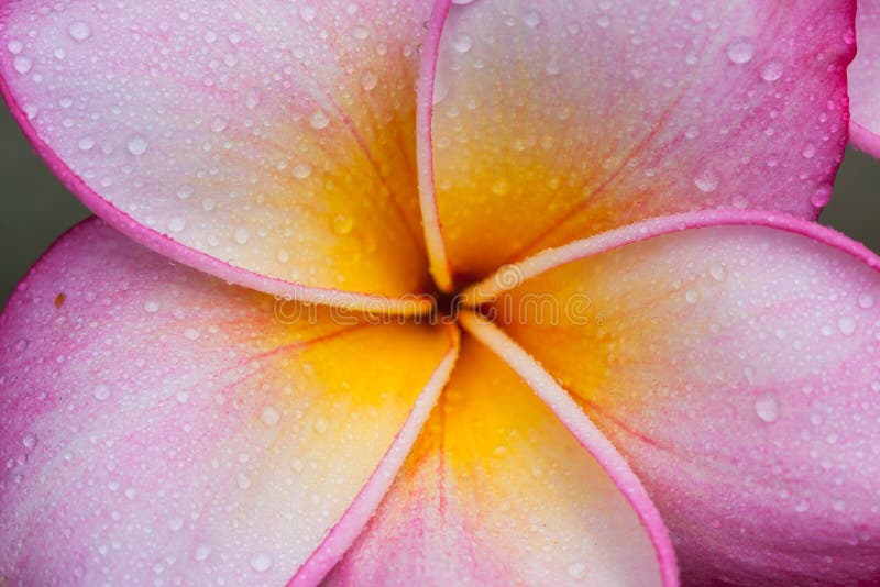 Plumeria flower stock image. Image of flowers, frangipani 64947501