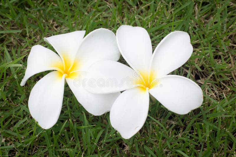 Plumeria flower stock image. Image of plant, decoration 47925979