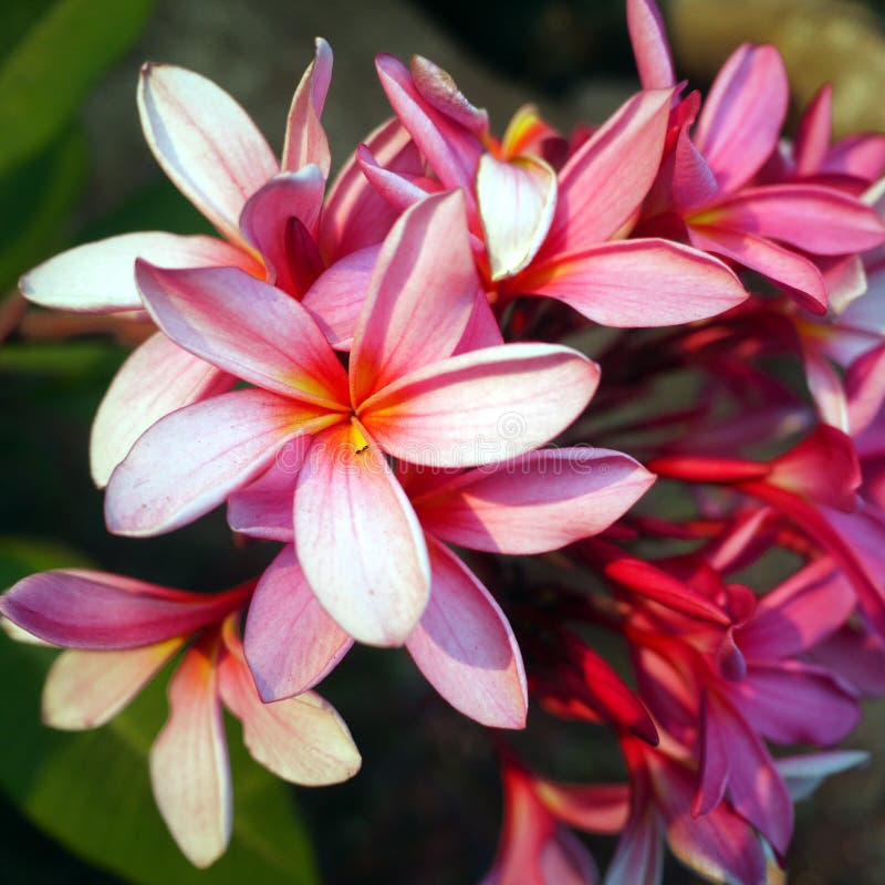  Bunga  Kamboja Or Adenium Plant Has Magenta Color 