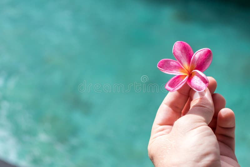 Plumeria flower pink and white frangipani tropical flower, plumeria flower bloominge, spa flower, Bali island.