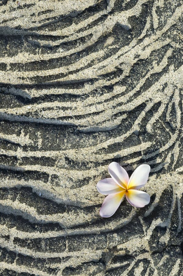 Plumeria Flower on Sandy Lava Rock Stock Photo Image of vertical