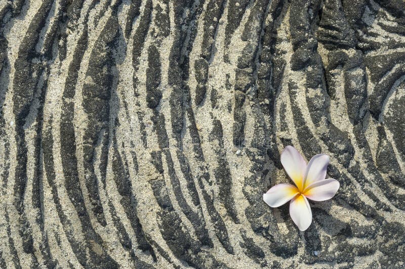 Plumeria Flower on Sandy Lava Rock Stock Image Image of rocks, nature