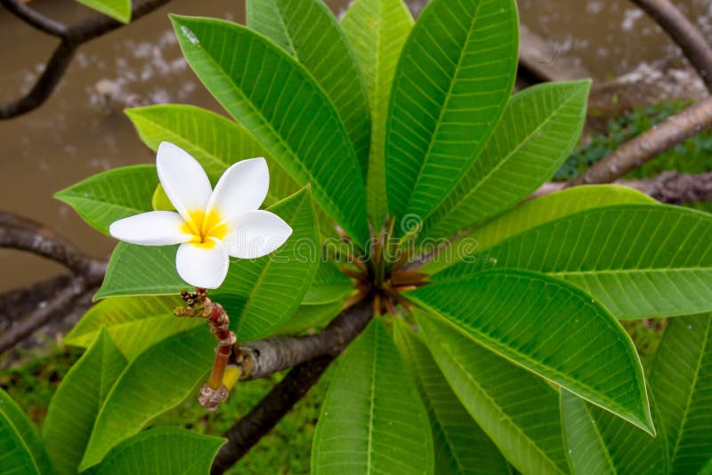 Plumeria stock photo. Image of decoration, outdoor, garden 57404420