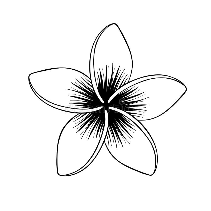 Plumeria Flower. Tropical Flower Isolated On White. Vector ...