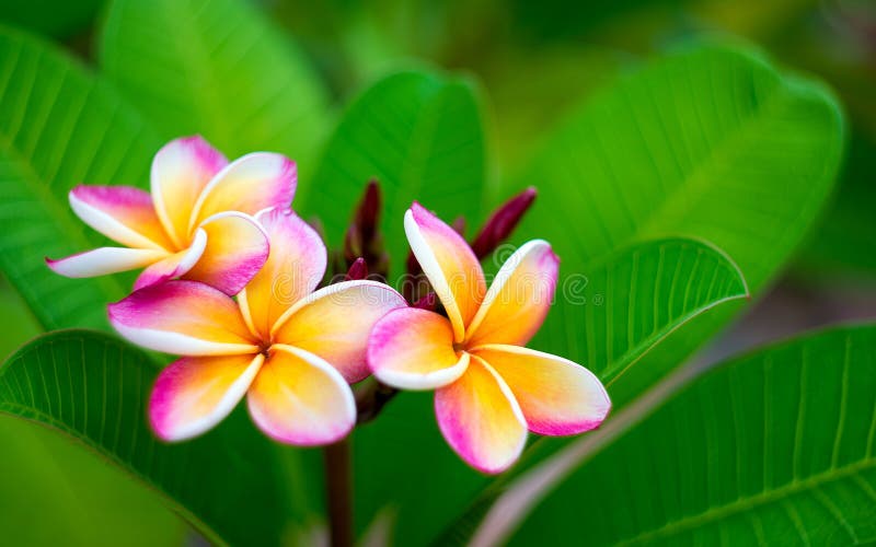 Plumeria flower stock photo. Image of yellow, plumeria 43335062