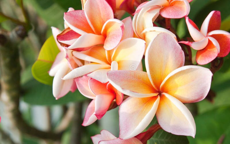 Plumeria flowers