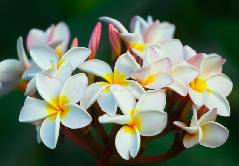Wild Plumeria Flower, Maui, Hawaii Stock Photo Image of climate