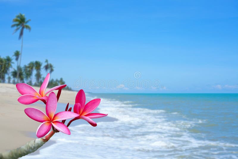 Plumeria Flowers On The Beach Stock Photo Image 25371868