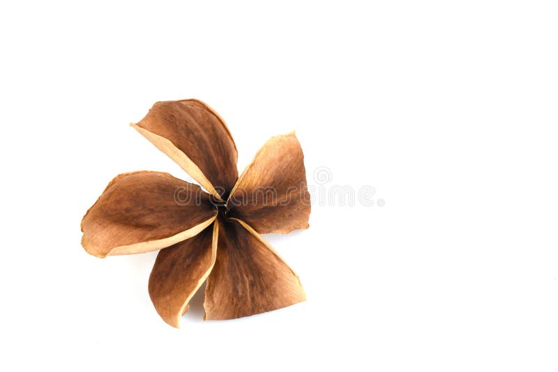 Dried Plumeria, because they Want To Reduce the Amount of Transpiration Stock Photo Image of