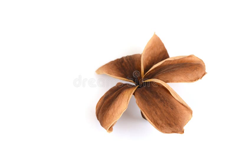 Dried Plumeria, because they Want To Reduce the Amount of Transpiration Stock Photo Image of