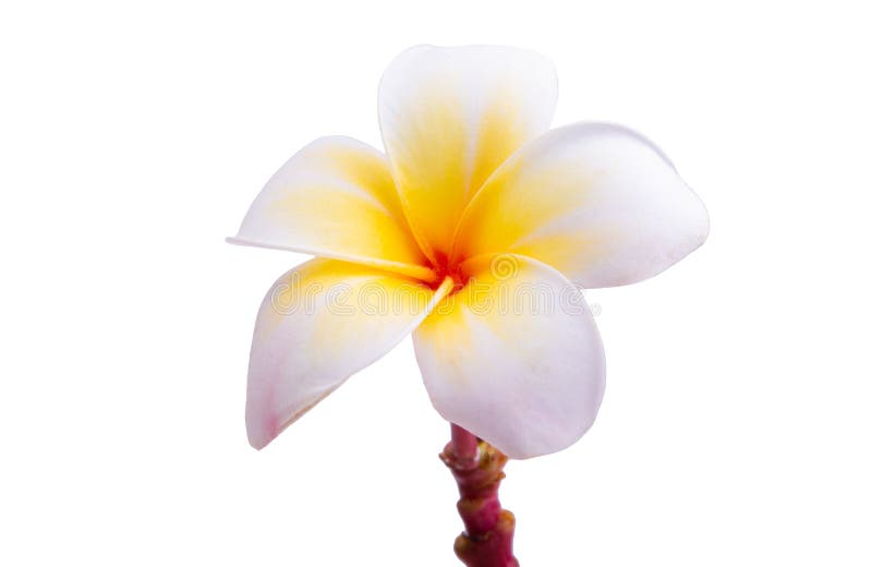 Plumeria flowers isolated stock photo. Image of beauty 269189866