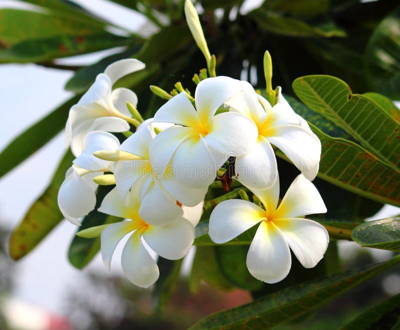 Plumeria flowers stock photo. Image of health, perfume 46032364