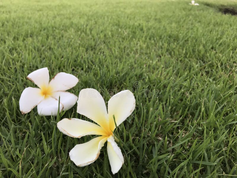 Plumeria Flowers are White, Yellow, Fragrant Flowers. Stock Image ...