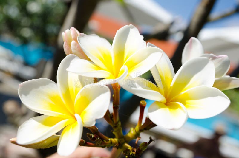 Plumeria, frangipane immagine stock. Immagine di chiusura 32850137